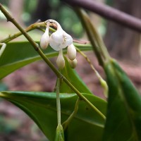 Doona zeylanica Thwaites(Thwaites) P.S.Ashton